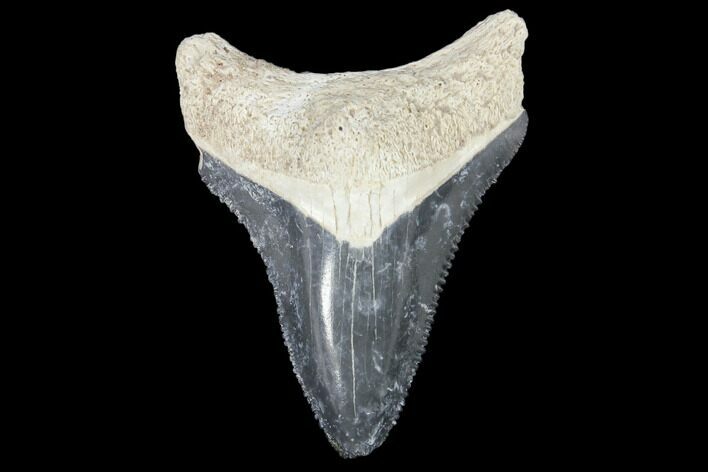 Fossil Megalodon Tooth - Florida #103353
